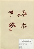 藏品(刺江蘺)的圖片